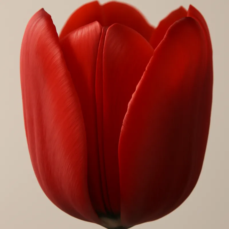 Tulipano rosso - immagine 2