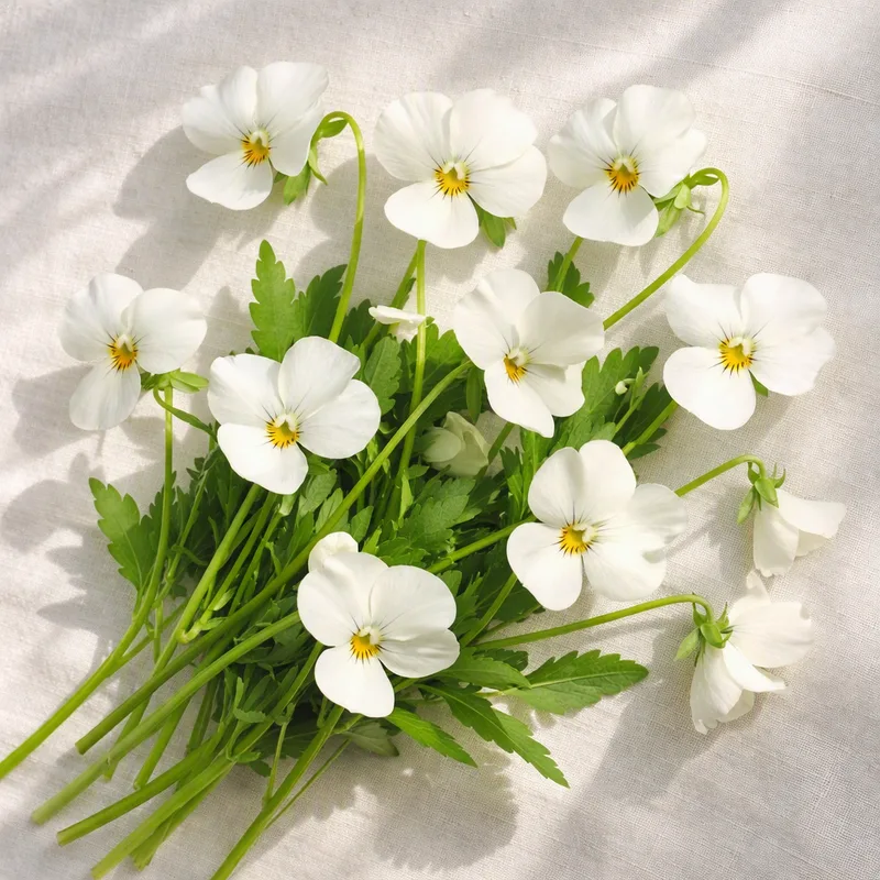 Viola bianca - immagine 4