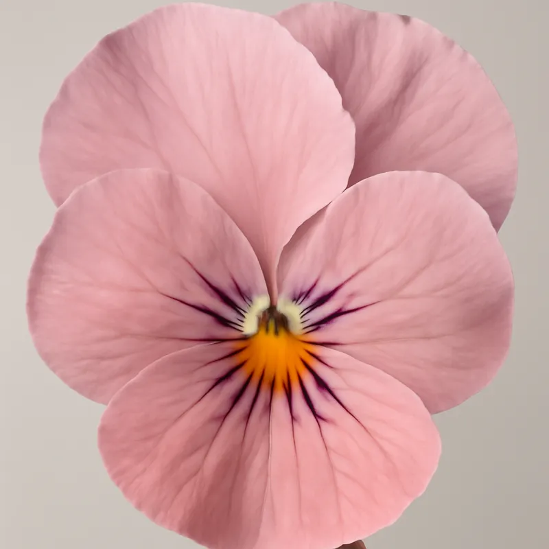 Viola rosa - immagine 2