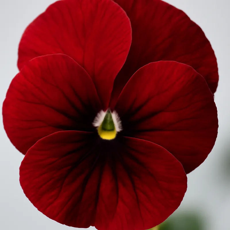 Viola rossa - immagine 2