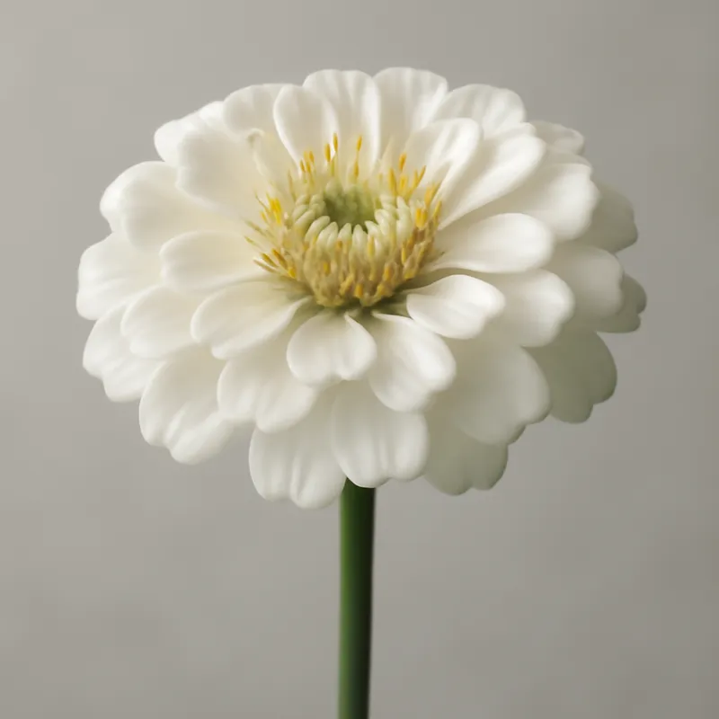Zinnia bianca